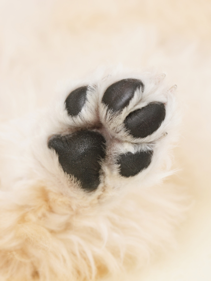 Cómo Limpiar y Proteger las Almohadillas de Perros