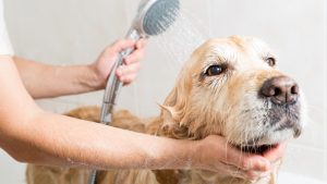 3 Errores muy Comunes al Bañar a tu Perro en Casa y Cómo Evitarlos