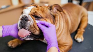 Dermatitis del Pliegue en Perros (Intertrigo): Cómo Cuidar y Limpiar las Arrugas Faciales