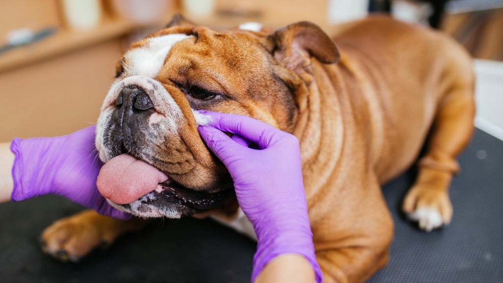 Limpieza y cuidado de la dermatitis del pliegue en perro bulldog
